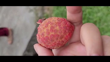 Vải thiều Lục Ngạn - Đặc sản vải thiều Bắc Giang