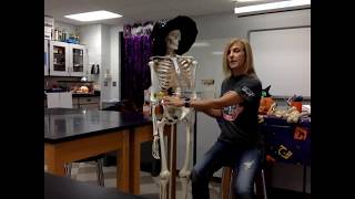 Lower Region of the Appendicular Skeleton