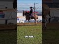 Marcha que Flota #shorts #caballos #mulos
