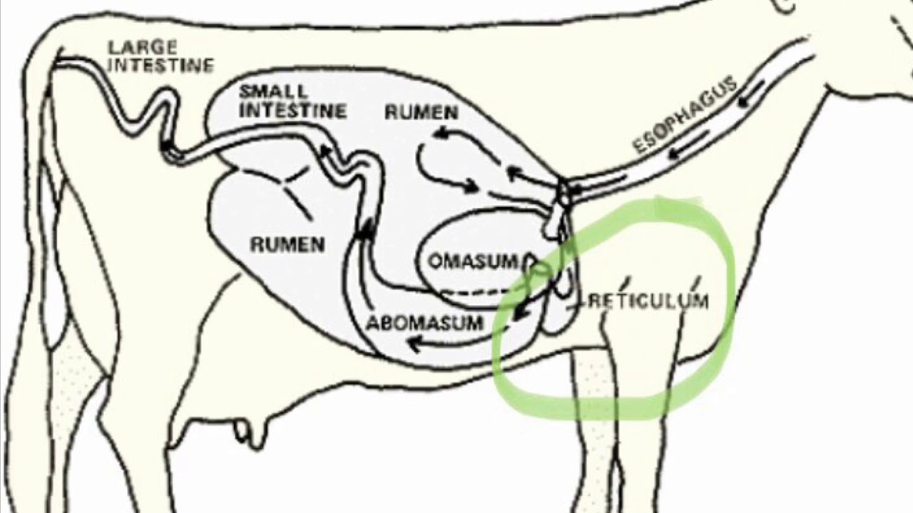 Пищевод у крс. Пищеварительная система жвачных. Система пищеварения жвачных животных. Строение пищеварительной системы коровы. Строение пищеварительной системы жвачных животных.