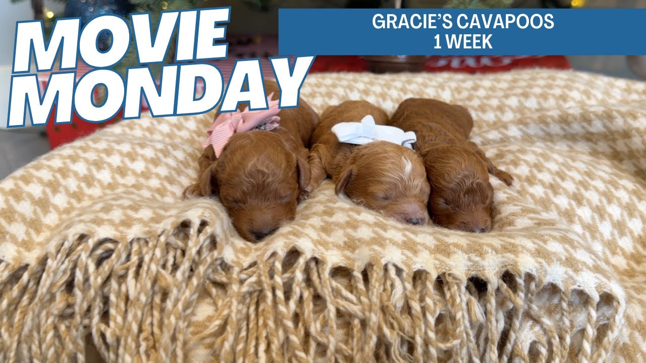Gracie's Cavapoo Puppies 1 week - YouTube