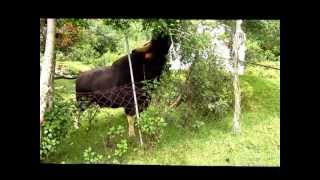 Download Lagu "WILD GAUR" VS " D WILD ROCK" Download Lagu "WILD GAUR" VS " D WILD ROCK"