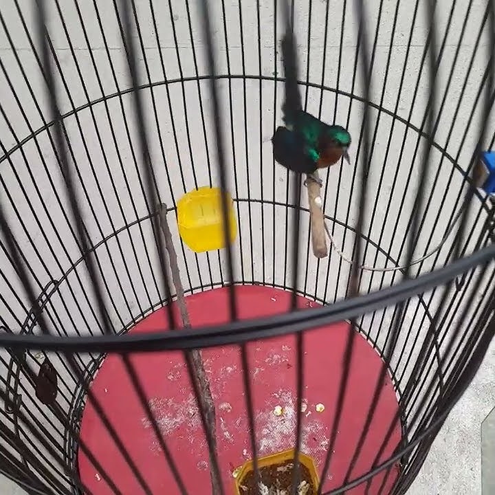 Kowul belajar konslet...