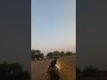 kya short hai #trending #viralreels #cricket#reels#viral#video#cricketlove#cricketsix#cricketshorts