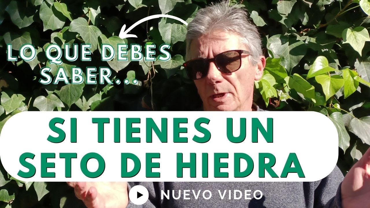 ¿Tienes un seto de hiedra? ¿Cómo lo cuidas? Es una enredadera fácil, pero no tanto.