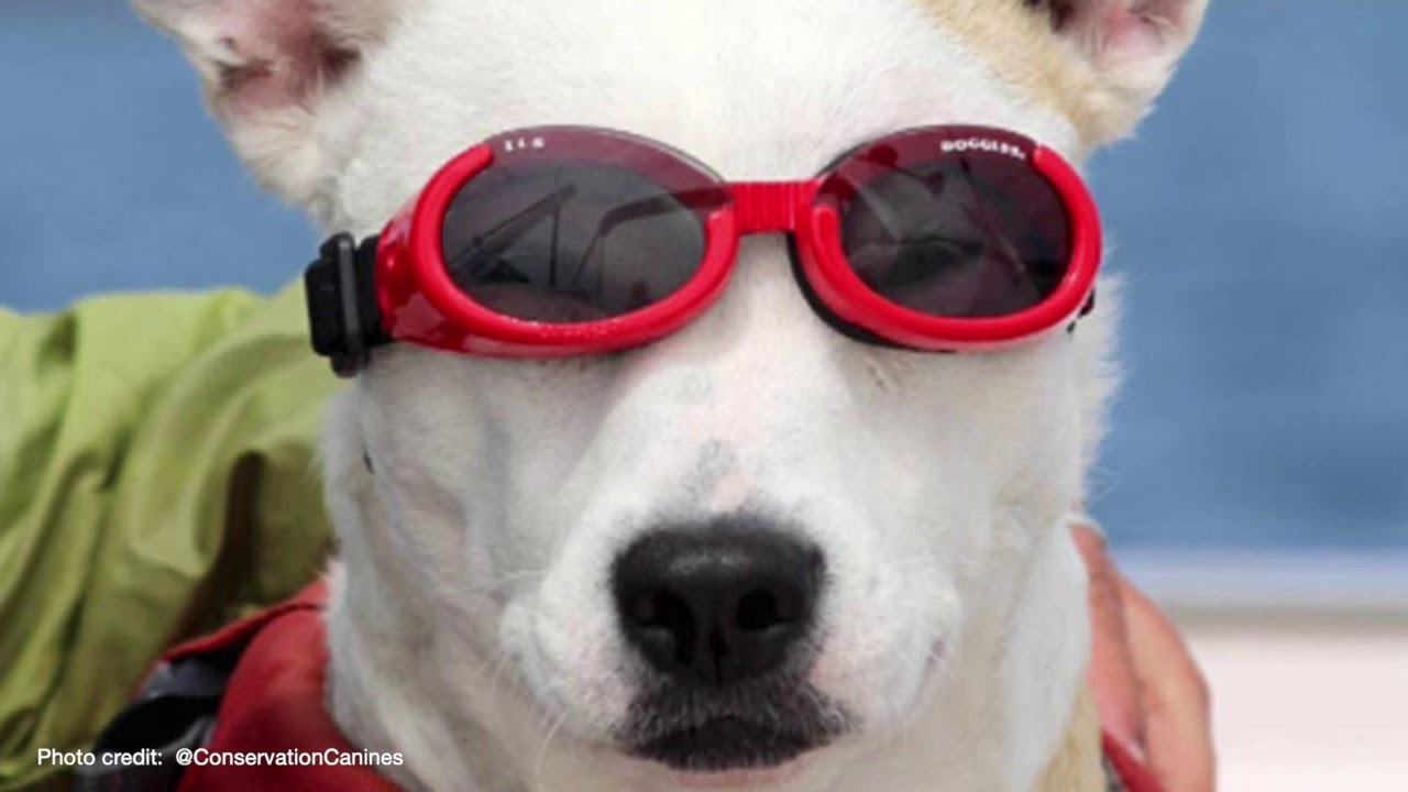 Eba: The Whale Poop Sniffing Dog