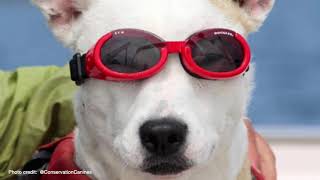 Eba: The Whale Poop Sniffing Dog