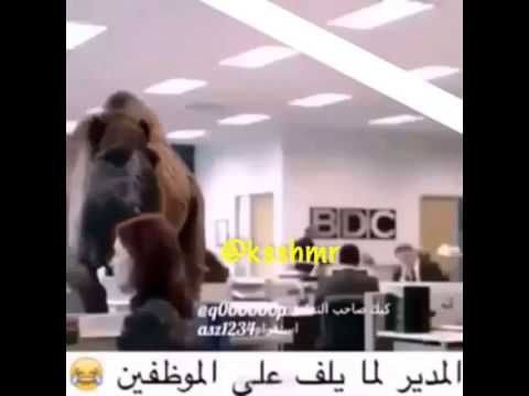 المدير اذا فر على الموضفين حشيش