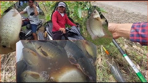 Câu cá rô trê thác lác vô trúng ổ cá khủng | great fishing HQBL #98