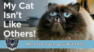 Two Teeth, Crazy Whiskers And He Even Loves My Vacuum! You Gotta Meet THIS Cat! by Cats and Kittens 718 views 1 month ago 2 minutes, 45 seconds