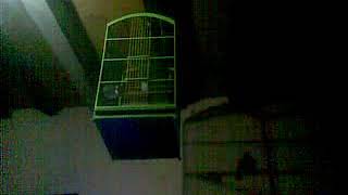 Trucukan 25jt  d tegal