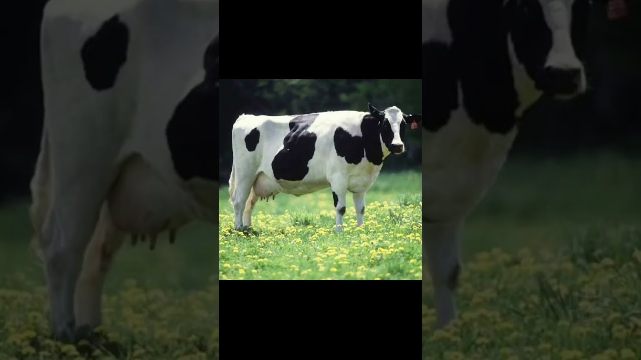 #music #butifyoucloseyoureyes #edit #cow #virus #automobile #haveitoldyoulatelythatiloveyou