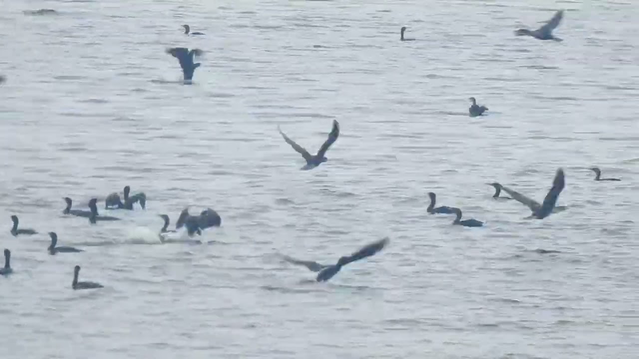 MIGRATING CORMORANTS