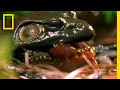 サメハダイモリ 丸呑みからの脱出劇 | ナショジオ