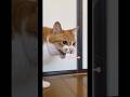 シャー!!ばかりする猫に求愛ダンスをしたら... #shorts
