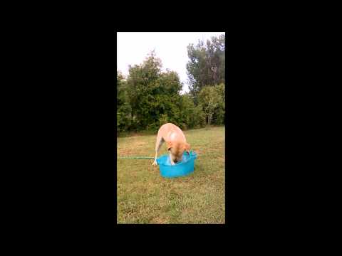 Labrador 1 anno