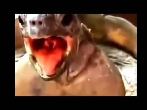 Vídeo: Com Trobar Una Tortuga