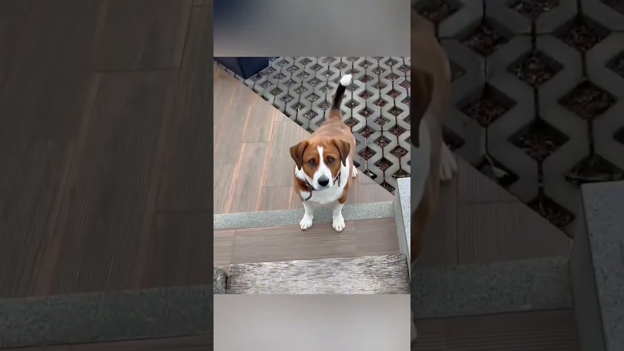 Funny Dogs Caught Doing Silly Things on Camera 