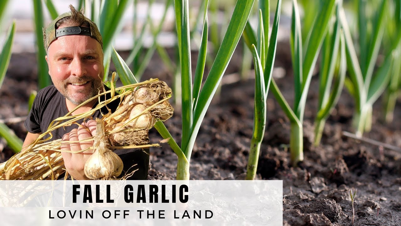 What To Do if Your FALL GARLIC starts to GROW Before WINTER!! - YouTube
