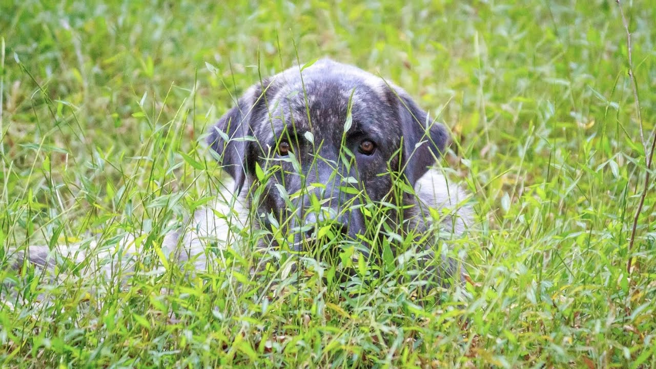 ANATOLIANS | The Best Livestock Guardian for Sheep, Chickens, Rabbits