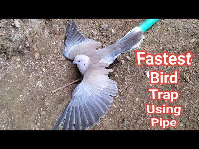 Creative Ideas Fastest Bird Trap With Peppa Pipe That Work 100% class=