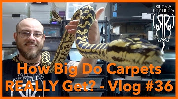 How Big Do Carpets REALLY Get? - Vlog #36