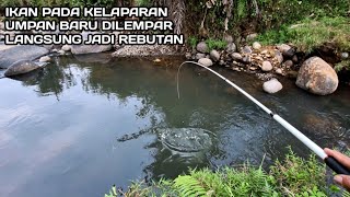 Mancing Diwaktu Ikan Mulai Kelaparan Umpan Dilempar Langsung Jadi Rebutan #LM25