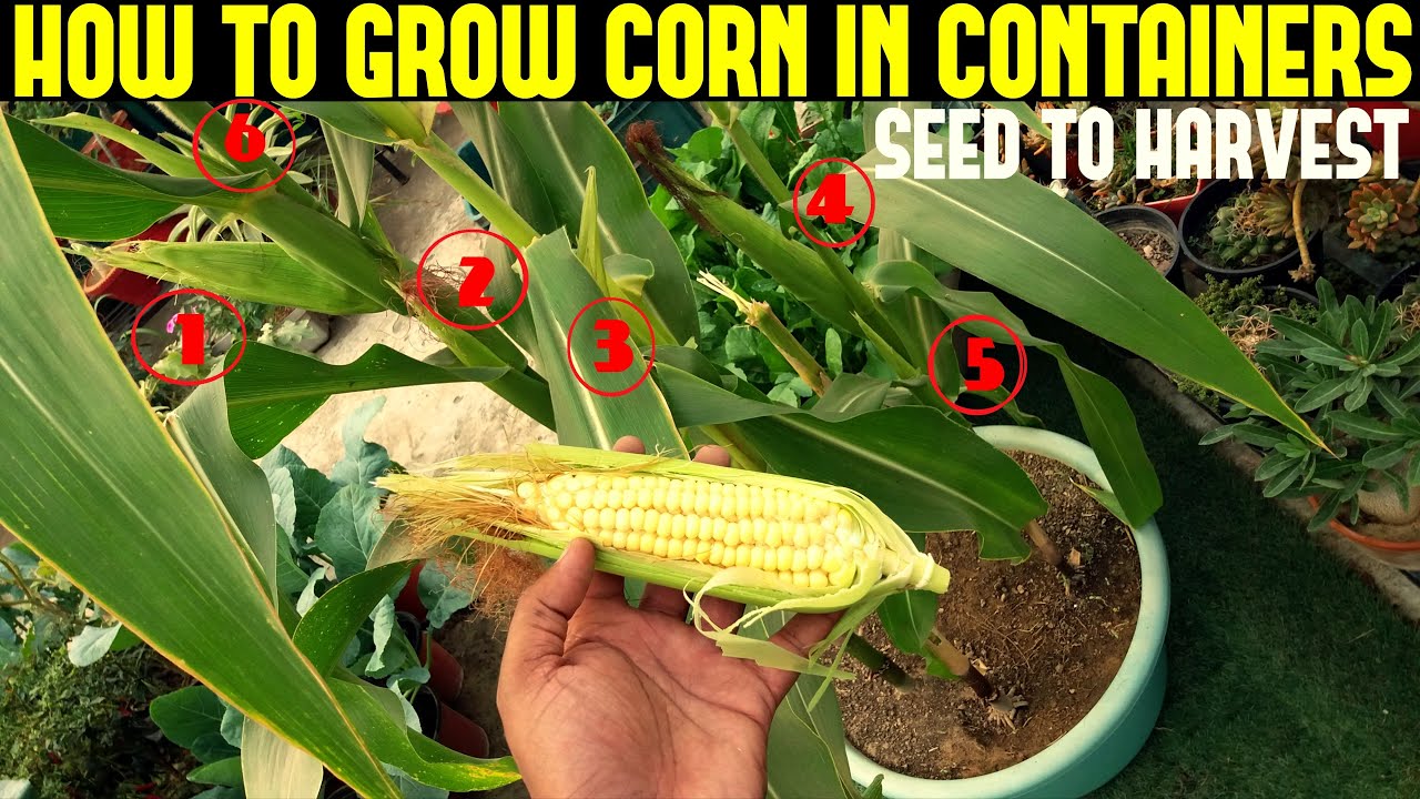 How to Plant Sweet Corn: Complete Care, Growing, Harvesting Guide