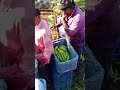 #banana#india#india #viralshort #farming #fruit