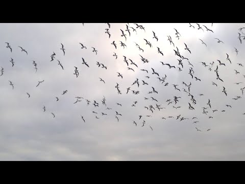 アオアシカツオドリの魚獲り  