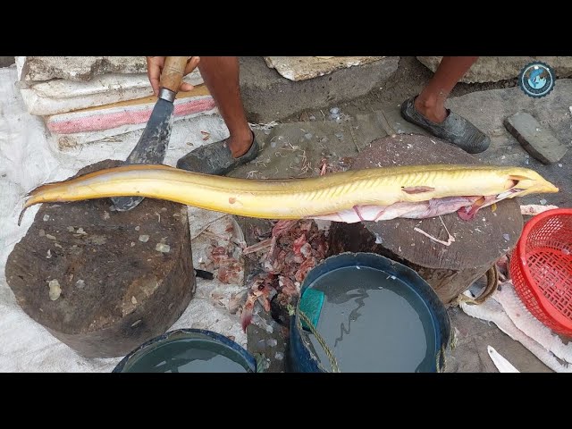 Amazing Big Sea Baim Fish Cutting skills .Middle Point Fishing class=