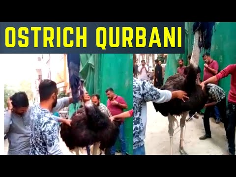 Shitar Murgh Ki Qurbani | Aggressive Ostrich Sacrifice 2023