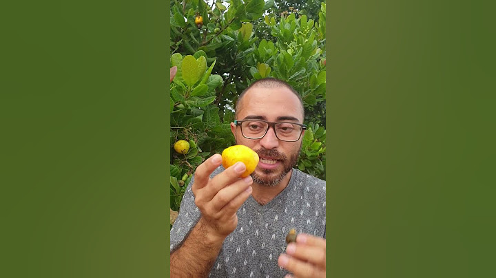 Marañon o Anacardo Mira el video completo aquí: https://youtu.be/YiY4v74g1eo #plantas #frutas #campo