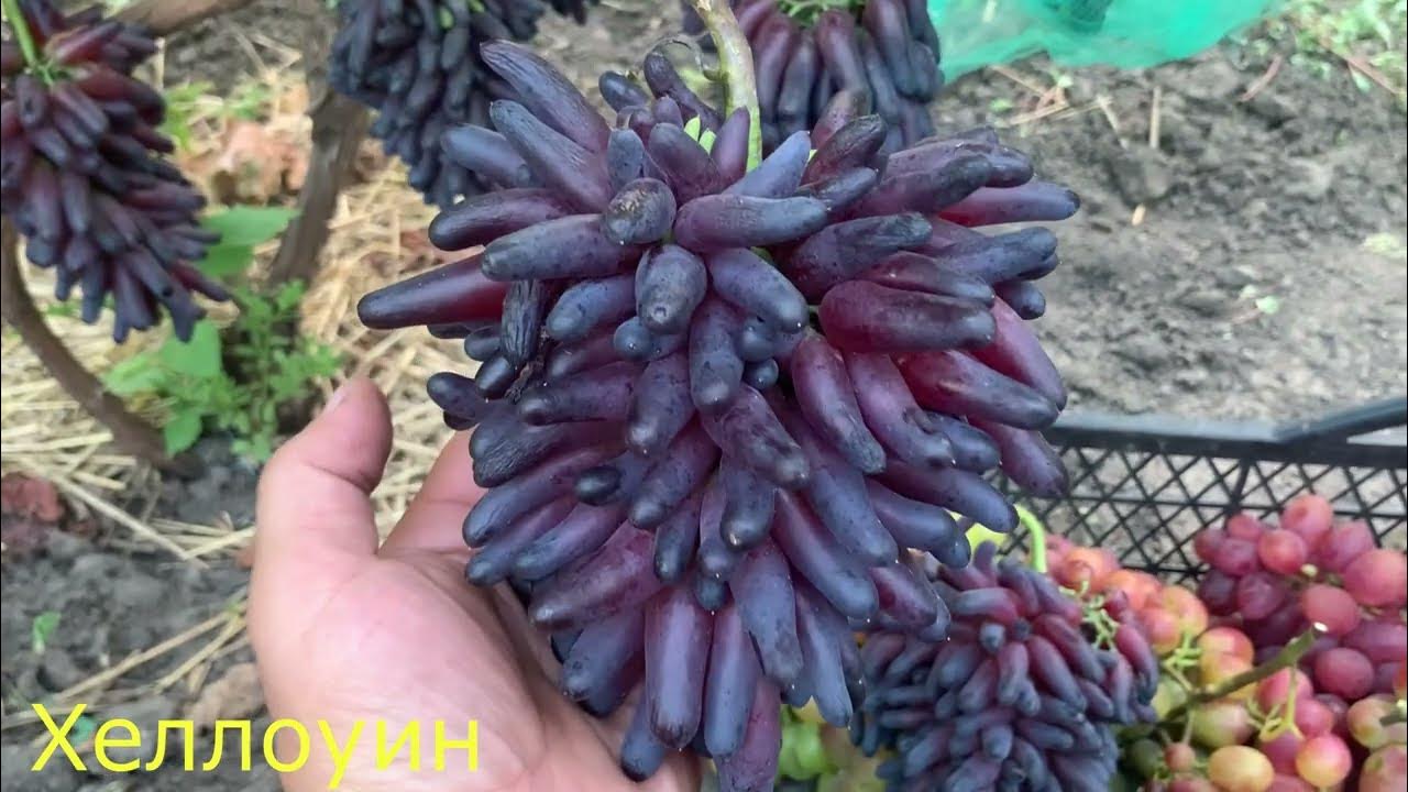 Виноград хэллоуин описание сорта фото отзывы видео Виноград Ведьмины Пальцы  частные объявления