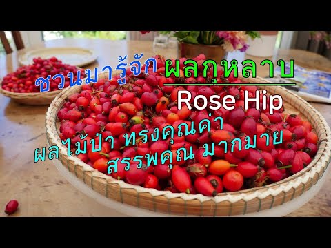 ผลกุหลาบ(Rose Hip)มารู้จักผลไม้ป่าที่อุดมด้วยวิตามินซีที่สูงมากและมีสรรพคุณที่เป็นประโยชน์อีกมากมาย