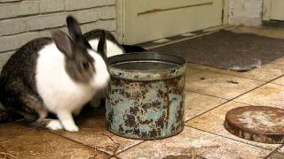 Clever Rabbits 2