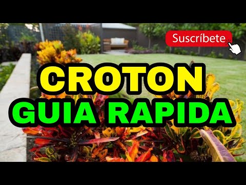Video: Codiaum (64 Fotos): Diferencia De Croton. Reglas De Atención Domiciliaria. ¿Qué Aspecto Tiene Una Flor? Descripción De Codiaum Variegado, Variegatum Y Otras Especies