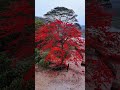 এইযে বসন্ত ফাগুন...... #shortsfeed #amazing #rasalakonblogs