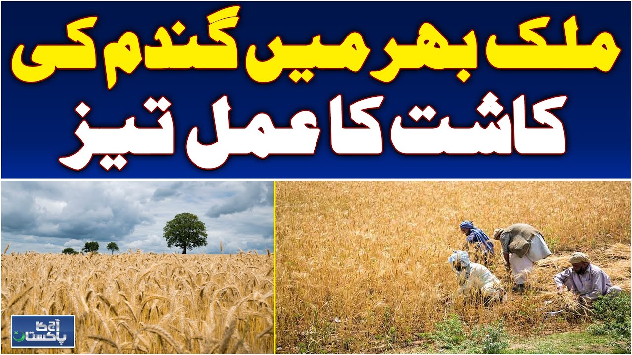 Wheat Sowing Season in Pakistan | Rising Costs & Climate Impact Farmers - Aaj Pakistan News