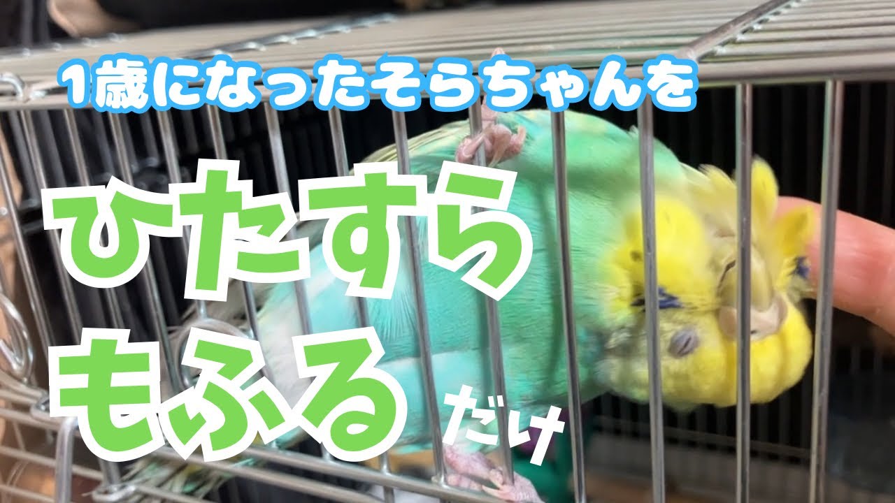 1歳になったそらちゃんをもふもふし続けるだけ