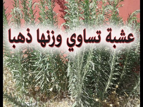 عشبة شيخ الربيع عشبة تساوي الذهب يراها كل أحد ولايعرف منافعها أحد