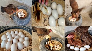 Hen hatched nine chicks || murgi hen hatching eggs to chicks || from eggs to chicks