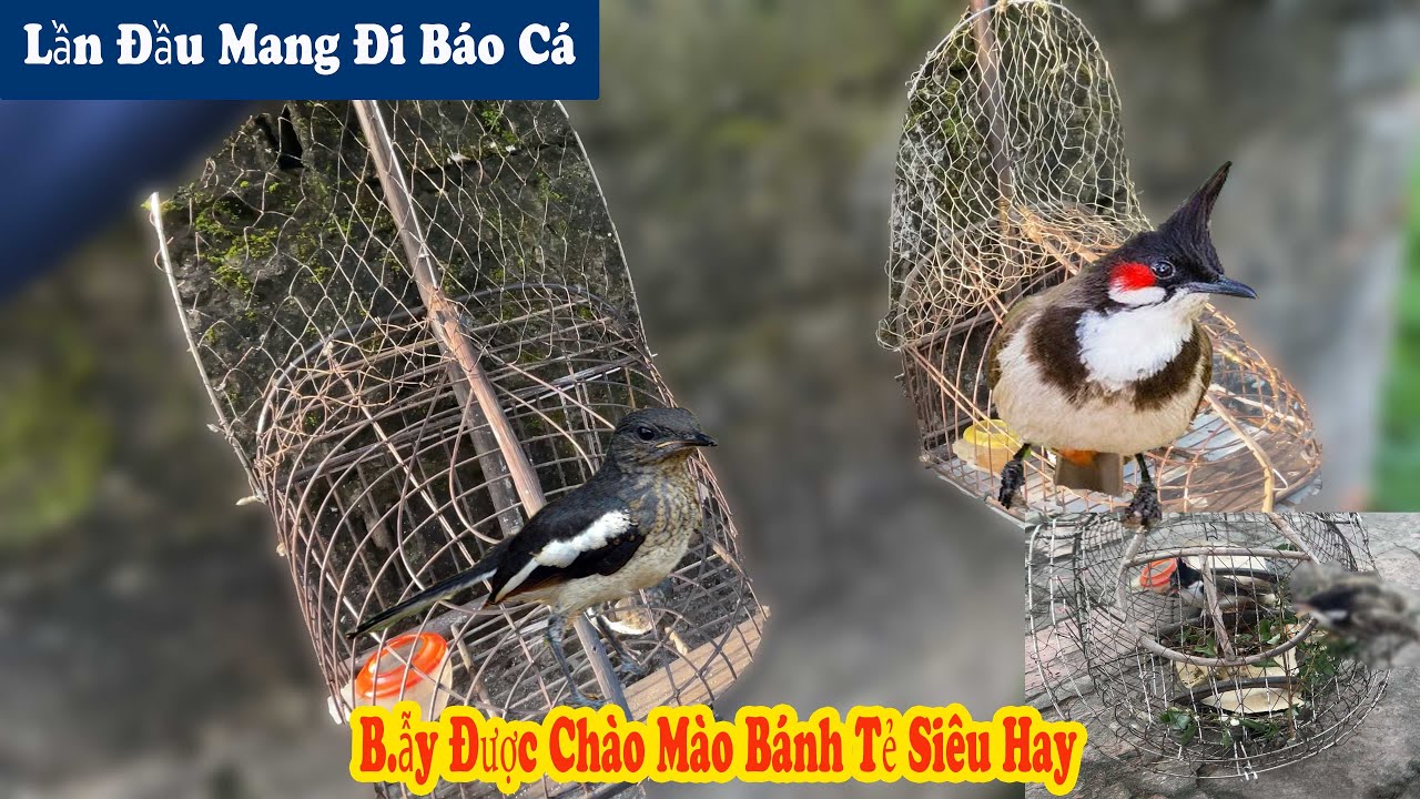 Lần Đầu Tiên Mang Chòe Non Đi B.ẫy Và B.ẫy Được Chào Mào Bánh Tẻ Siêu Hay // Chiến Ơi