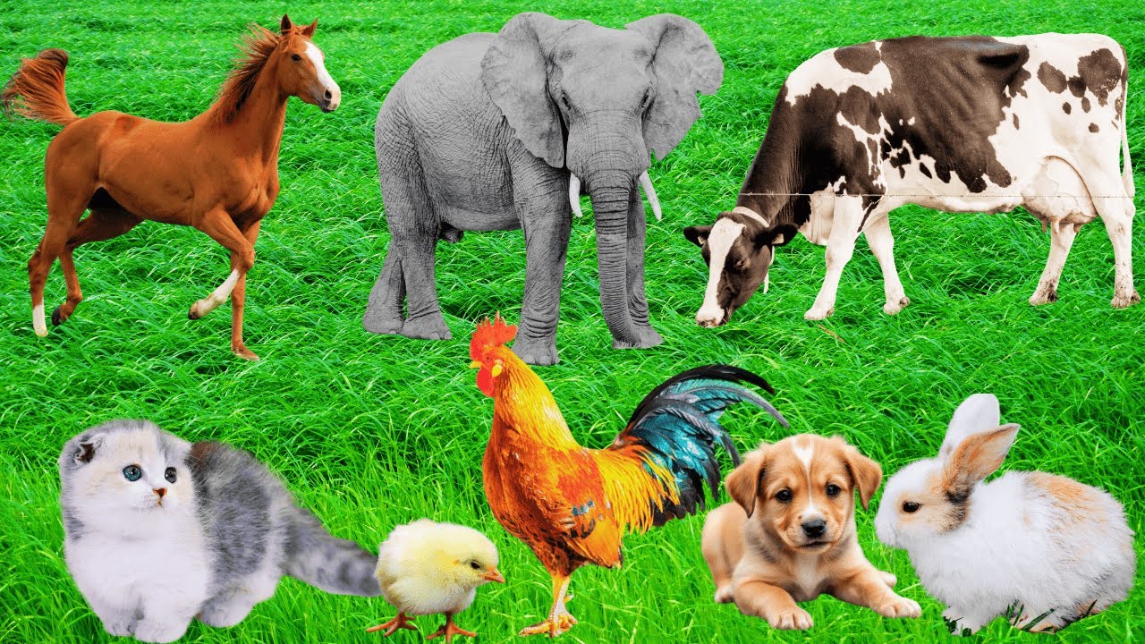 Cute Little Animals: Elephant, Cow, Rabbit, Goat, Puppy, Cat, Kitten, Horse -   Pets & Animals