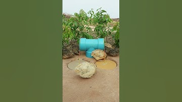 Creative DIY Bird Trap #shorts #amazingtrap #create #traps