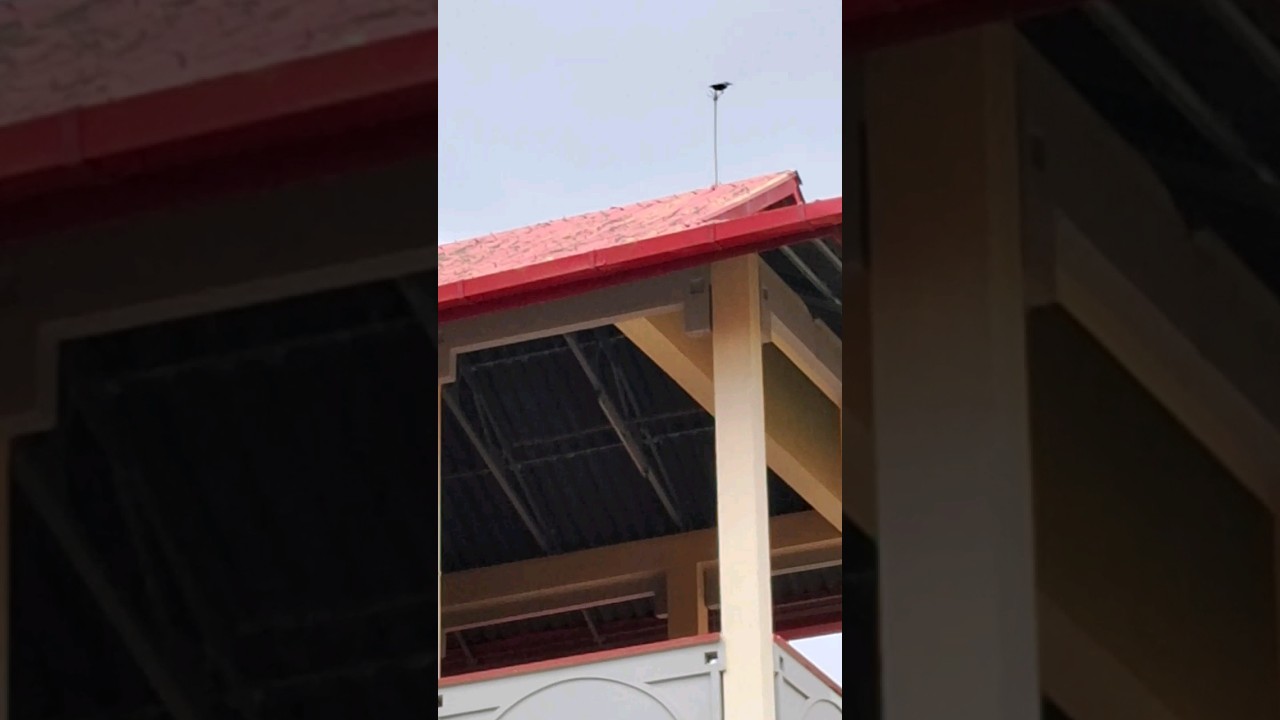 CROW SITTING TOP OF THE BUILDING