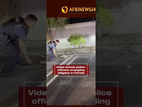 Video shows police officers wrangling Alligator in Florida #alligator #florida #police