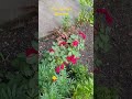 Хорошо дышать, прошёл дождик/@SvetlanaAleksandrovna61
