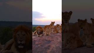 The real Lion King at sunset 🦁 #viral #jungle #nature #africa #lion #foryou #animals #fpy 🦁🧡