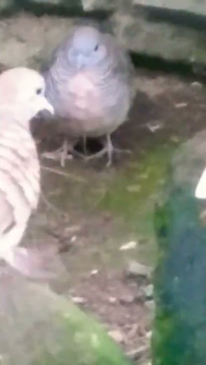 :   the SEMAR Sabdodadi full power magig